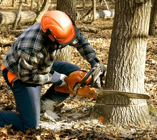 Tree Removal in Conway, MI